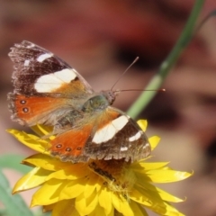 Vanessa itea (Yellow Admiral) at Acton, ACT - 15 Feb 2021 by RodDeb