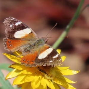 Vanessa itea at Acton, ACT - 15 Feb 2021