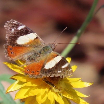 Vanessa itea (Yellow Admiral) at Acton, ACT - 15 Feb 2021 by RodDeb