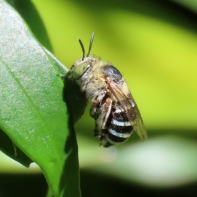 Amegilla (Zonamegilla) asserta (Blue Banded Bee) at Acton, ACT - 15 Feb 2021 by RodDeb