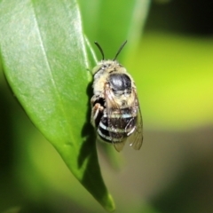 Amegilla (Zonamegilla) asserta at Acton, ACT - 15 Feb 2021