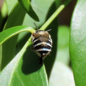 Amegilla (Zonamegilla) asserta at Acton, ACT - 15 Feb 2021