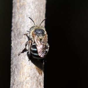 Amegilla (Zonamegilla) asserta at Acton, ACT - 15 Feb 2021