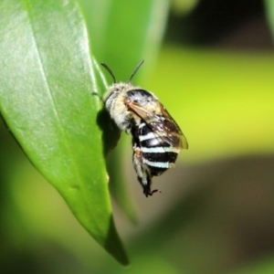 Amegilla (Zonamegilla) asserta at Acton, ACT - 15 Feb 2021