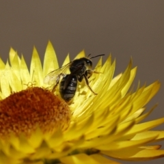Lasioglossum (Chilalictus) sp. (genus & subgenus) (Halictid bee) at Acton, ACT - 15 Feb 2021 by RodDeb