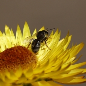 Lasioglossum (Chilalictus) sp. (genus & subgenus) at Acton, ACT - 15 Feb 2021