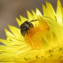 Lasioglossum (Chilalictus) sp. (genus & subgenus) at Acton, ACT - 15 Feb 2021