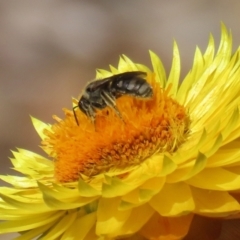 Lasioglossum (Chilalictus) sp. (genus & subgenus) at Acton, ACT - 15 Feb 2021