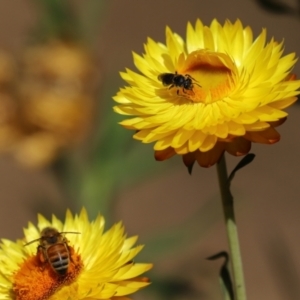 Lasioglossum (Chilalictus) sp. (genus & subgenus) at Acton, ACT - 15 Feb 2021