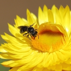 Lasioglossum (Chilalictus) sp. (genus & subgenus) at Acton, ACT - 15 Feb 2021