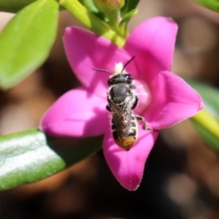 Megachile sp. (several subgenera) (Resin Bees) at ANBG - 15 Feb 2021 by RodDeb