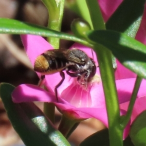 Megachile sp. (several subgenera) at Acton, ACT - 15 Feb 2021