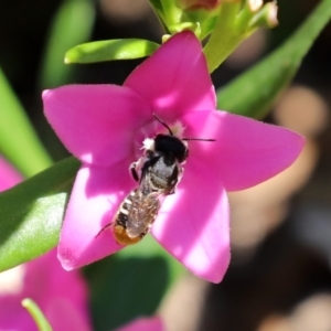 Megachile sp. (several subgenera) at Acton, ACT - 15 Feb 2021