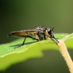 Zosteria rosevillensis (A robber fly) at Acton, ACT - 15 Feb 2021 by RodDeb