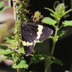 Eutrichopidia latinus (Yellow-banded Day-moth) at Acton, ACT - 15 Feb 2021 by RodDeb