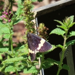 Eutrichopidia latinus at Acton, ACT - 15 Feb 2021