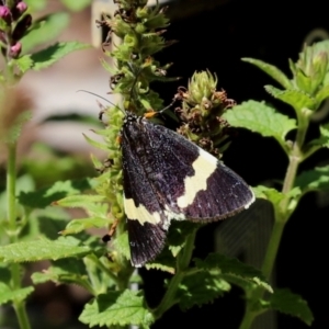 Eutrichopidia latinus at Acton, ACT - 15 Feb 2021