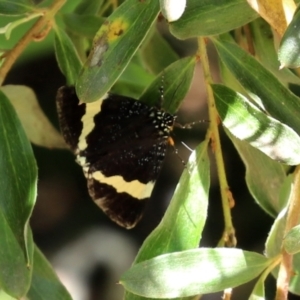 Eutrichopidia latinus at Acton, ACT - 15 Feb 2021 01:51 PM