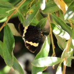 Eutrichopidia latinus at Acton, ACT - 15 Feb 2021 01:51 PM