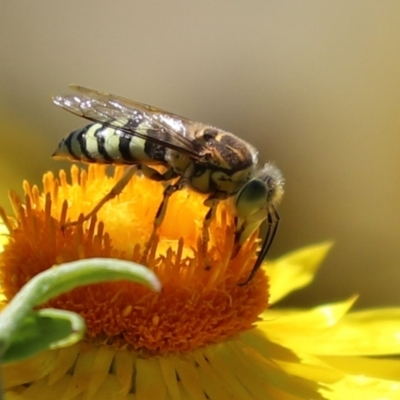 Bembix sp. (genus) (Unidentified Bembix sand wasp) at Acton, ACT - 15 Feb 2021 by RodDeb