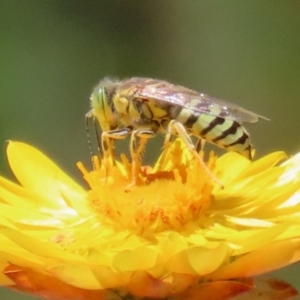 Bembix sp. (genus) at Acton, ACT - 15 Feb 2021