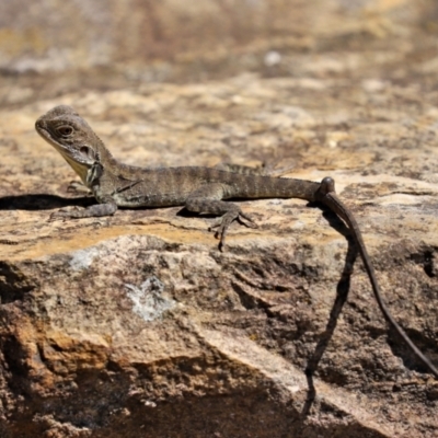 Intellagama lesueurii howittii (Gippsland Water Dragon) at Acton, ACT - 15 Feb 2021 by RodDeb