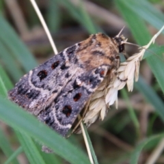 Proteuxoa sanguinipuncta (Blood-spotted Noctuid) at Hughes Grassy Woodland - 15 Feb 2021 by LisaH