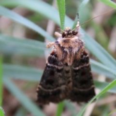 Proteuxoa sanguinipuncta at Hughes, ACT - 16 Feb 2021