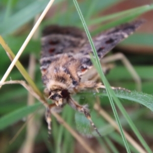 Proteuxoa sanguinipuncta at Hughes, ACT - 16 Feb 2021