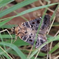 Proteuxoa sanguinipuncta at Hughes, ACT - 16 Feb 2021