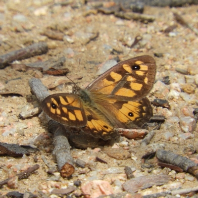 Geitoneura klugii (Marbled Xenica) at Black Mountain - 10 Feb 2021 by MatthewFrawley