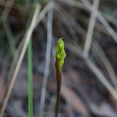 Corunastylis cornuta (Horned Midge Orchid) at Holt, ACT - 13 Feb 2021 by CathB