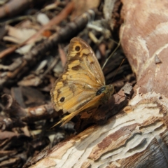 Heteronympha merope (Common Brown Butterfly) at Black Mountain - 10 Feb 2021 by MatthewFrawley