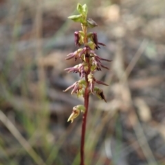 Corunastylis clivicola (Rufous midge orchid) at Mount Painter - 15 Feb 2021 by CathB