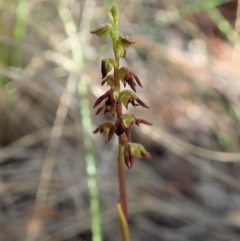 Corunastylis clivicola at Cook, ACT - 15 Feb 2021