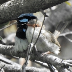 Malurus cyaneus (Superb Fairywren) at Aranda, ACT - 16 Feb 2021 by KMcCue