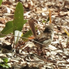 Malurus cyaneus at Aranda, ACT - 16 Feb 2021