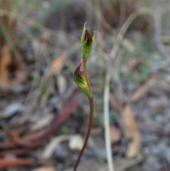 Speculantha rubescens (Blushing Tiny Greenhood) at Aranda, ACT - 15 Feb 2021 by CathB
