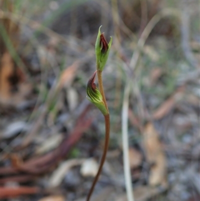 Speculantha rubescens (Blushing Tiny Greenhood) at Aranda Bushland - 15 Feb 2021 by CathB
