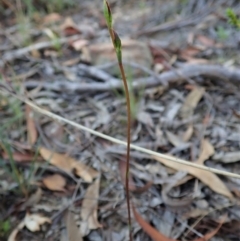 Speculantha rubescens at Aranda, ACT - 15 Feb 2021