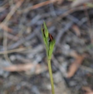 Speculantha rubescens at Aranda, ACT - 15 Feb 2021