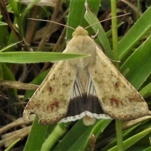 Helicoverpa punctigera at Paddys River, ACT - 16 Feb 2021