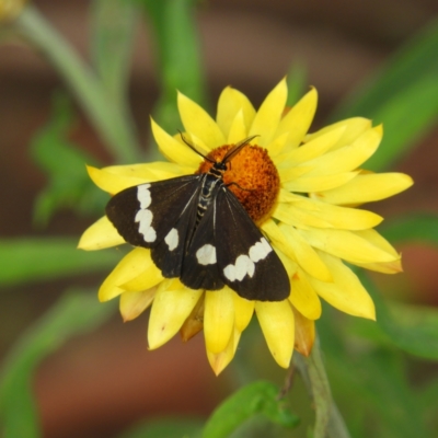 Nyctemera amicus (Senecio Moth, Magpie Moth, Cineraria Moth) at Acton, ACT - 10 Feb 2021 by MatthewFrawley