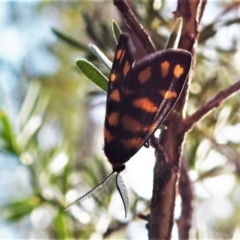 Asura lydia (Lydia Lichen Moth) at Tidbinbilla Nature Reserve - 15 Feb 2021 by JohnBundock