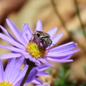 Lipotriches (Austronomia) phanerura at Acton, ACT - 15 Feb 2021 01:50 PM