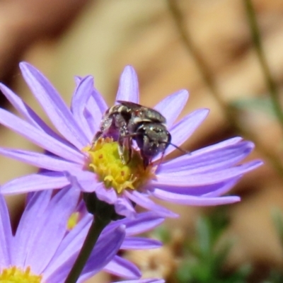 Lipotriches (Austronomia) phanerura (Halictid Bee) at Acton, ACT - 15 Feb 2021 by RodDeb