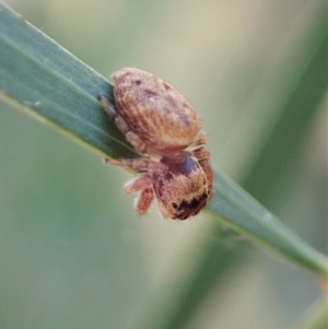 Opisthoncus sp. (genus) at Aranda, ACT - 15 Feb 2021 05:44 PM