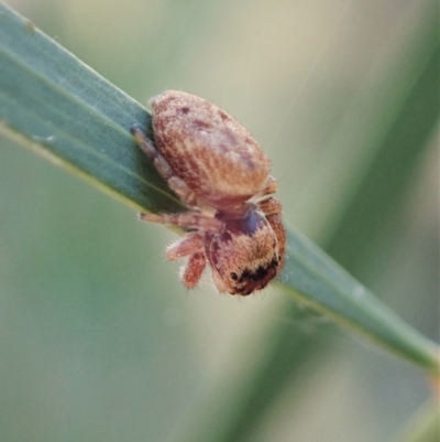 Opisthoncus sp. (genus) (Unidentified Opisthoncus jumping spider) at Aranda Bushland - 15 Feb 2021 by CathB