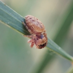 Opisthoncus sp. (genus) (Unidentified Opisthoncus jumping spider) at Aranda, ACT - 15 Feb 2021 by CathB