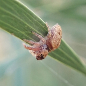 Opisthoncus sp. (genus) at Aranda, ACT - 15 Feb 2021 05:44 PM